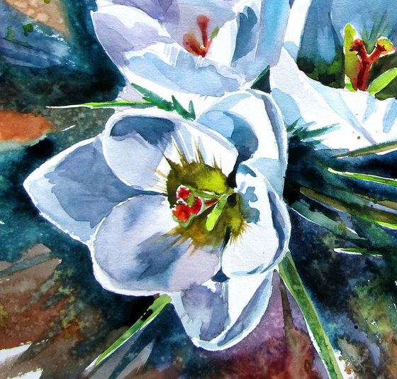 White crocus