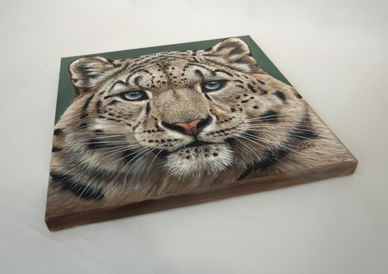 Eyes of the Snow Leopard