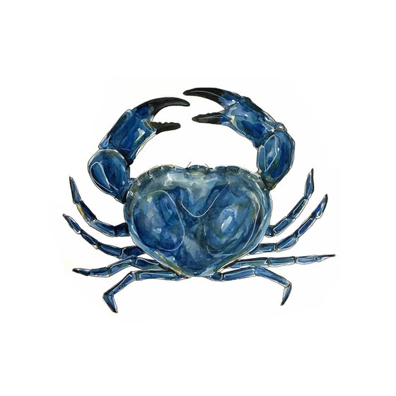 Blue edible crab