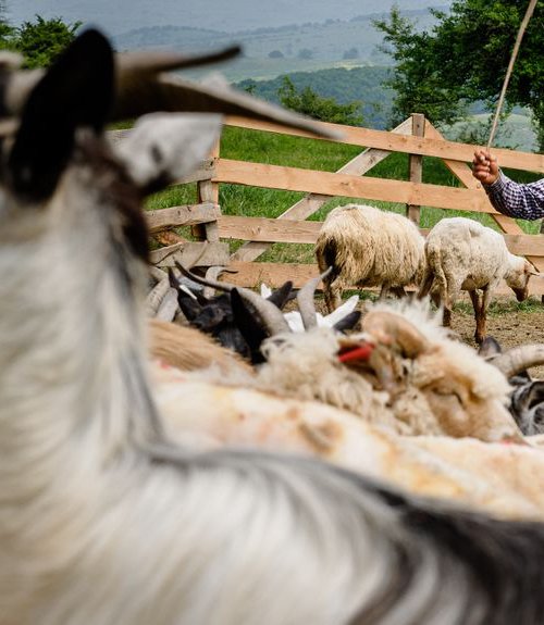 Romanian Shepherd by Tom Hanslien