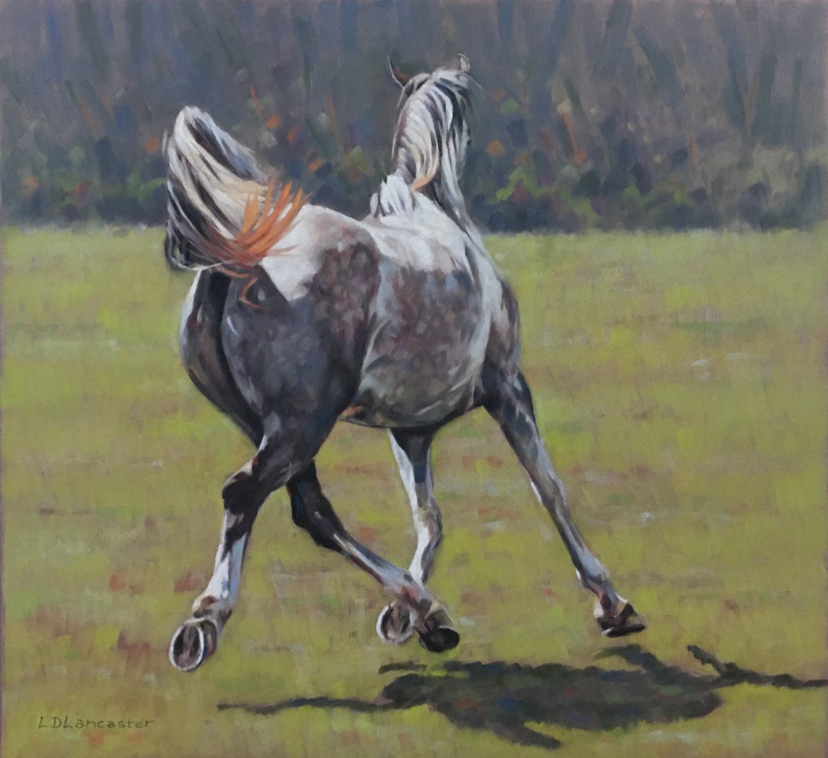 Levitate - Grey Arab Horse by Lorna Lancaster ASEA