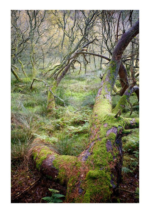 Shona's Wood by David Baker