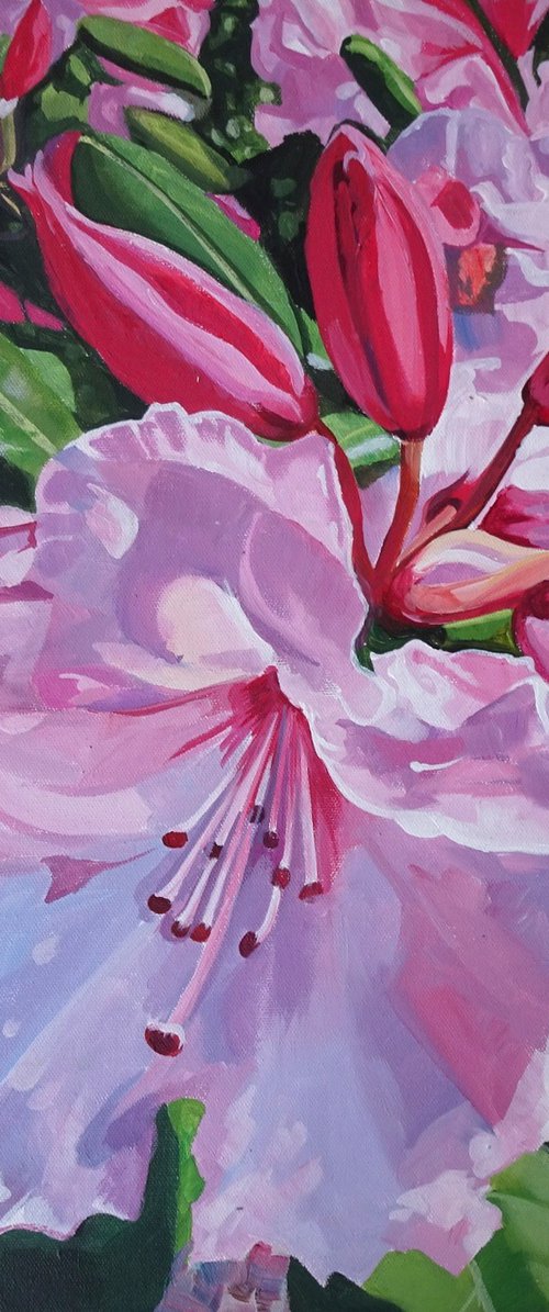 Early Pink Rhododendrons by Joseph Lynch