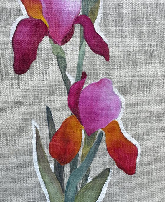 Pink Iris