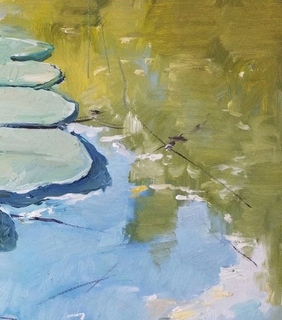 Morning at the lily pond