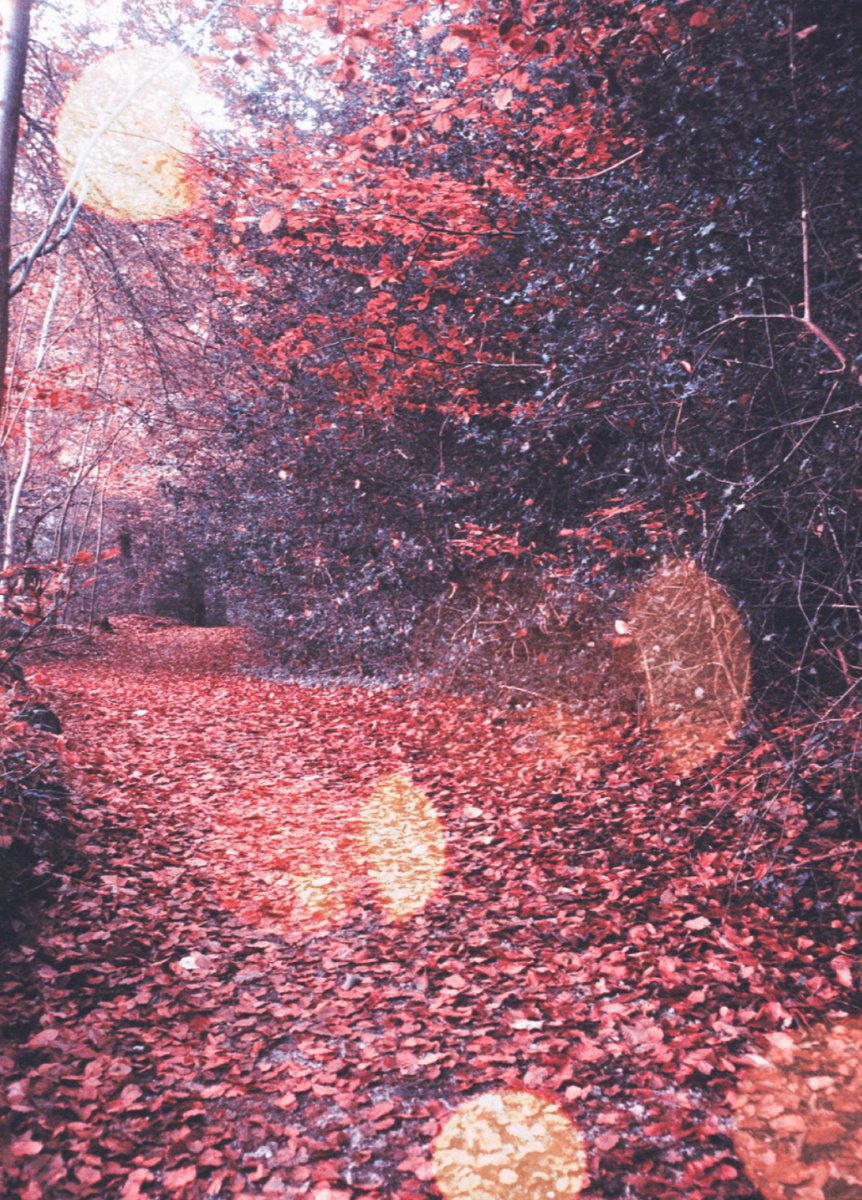 Autumn flares - A4 by Kerry Gerdes