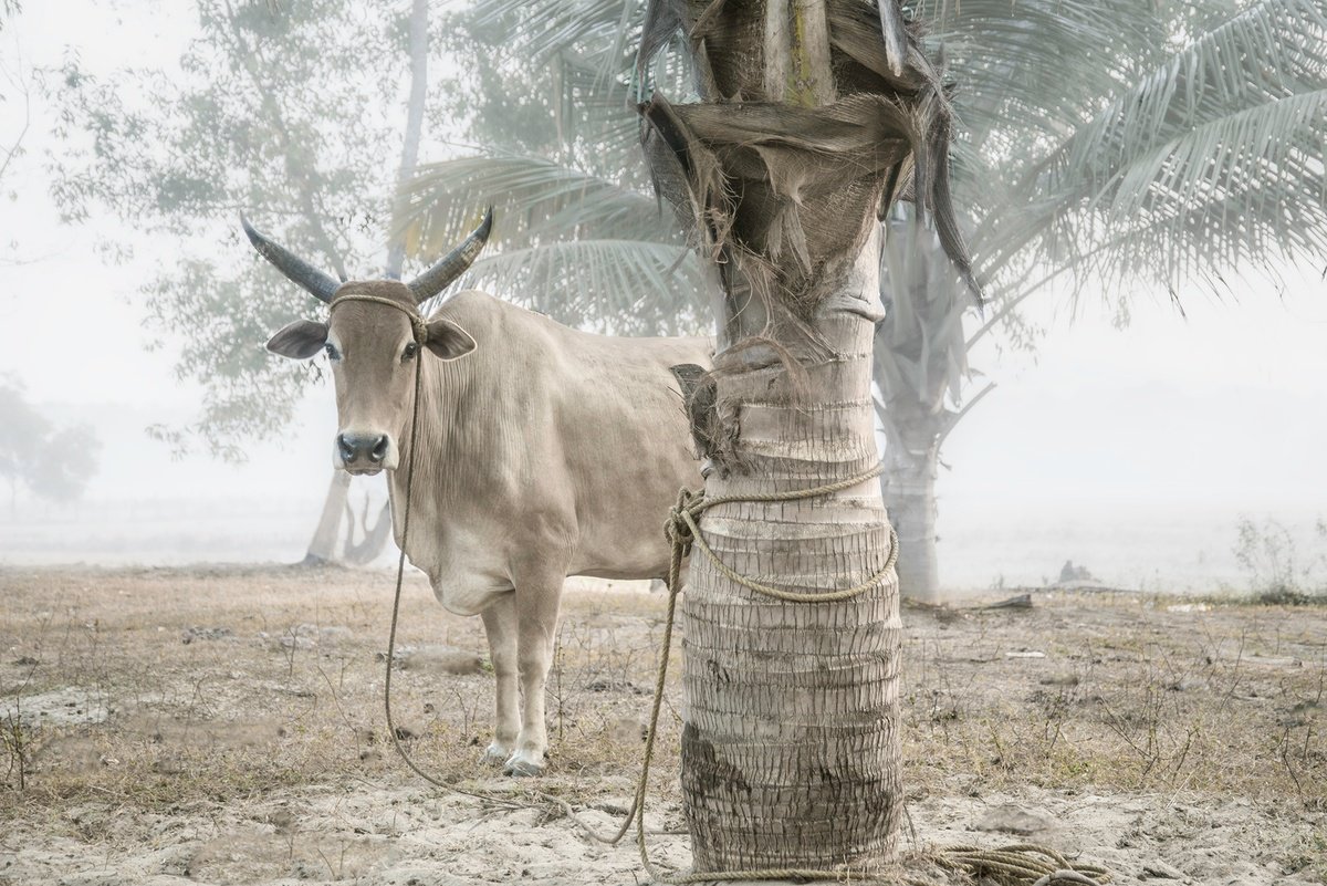 Photorealistic Animal Photograph By Adam Regan, 18 X 12, Reluctant Subject, Original Artwork