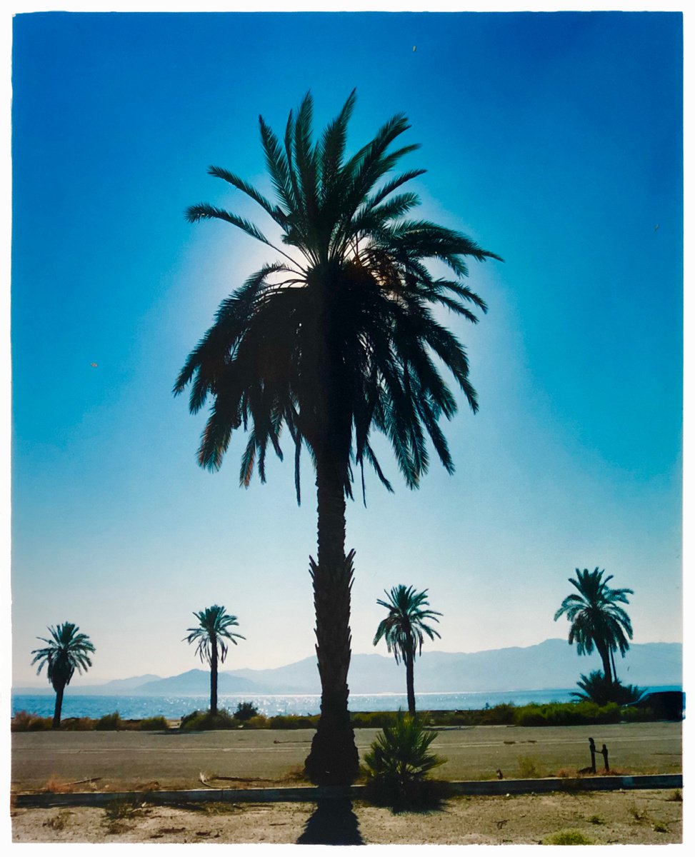 Palm Tree, Salton Sea, California by Richard Heeps