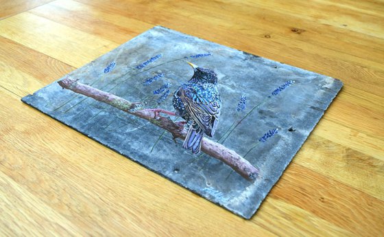 Starling in the Lavender - Birds on Slate Series