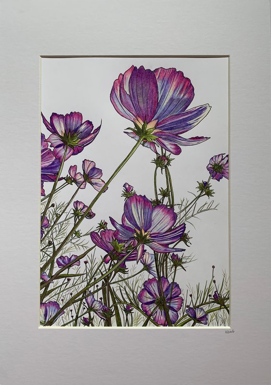 Purple cosmos