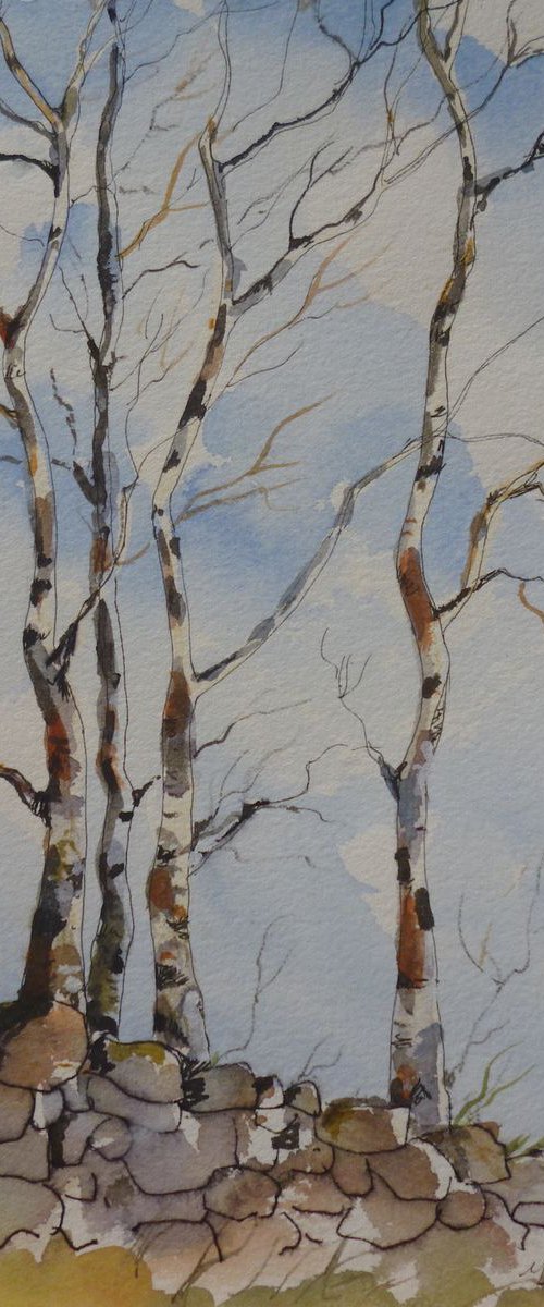 Silver Birches by Maire Flanagan