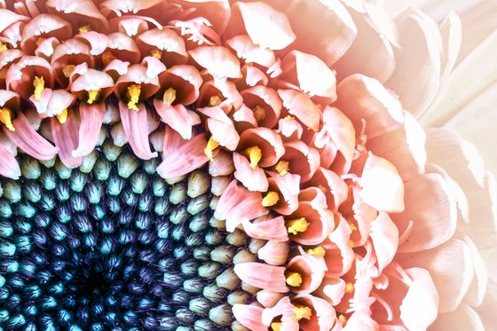 The Still Swirl of Gerbera