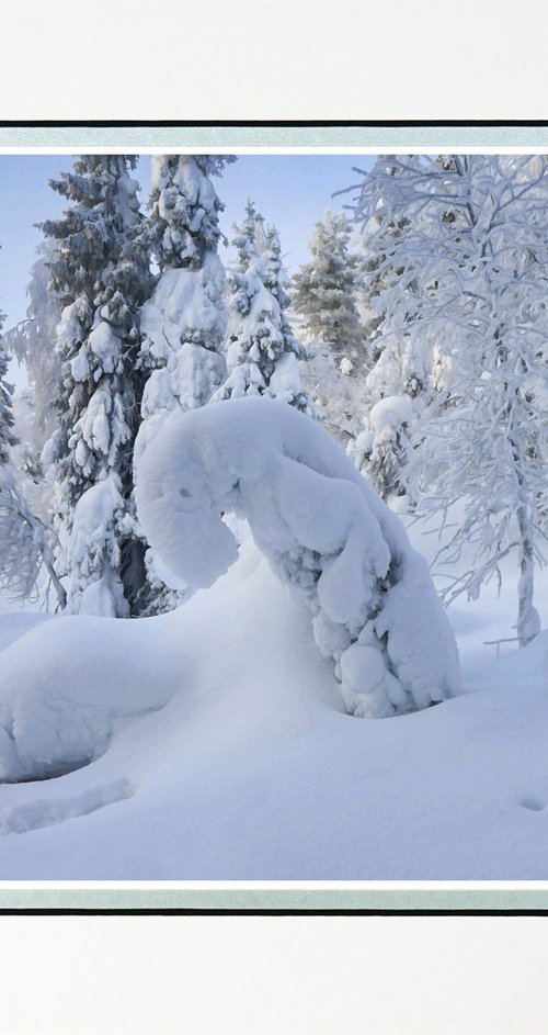 Finland Snow Forest one by Robin Clarke