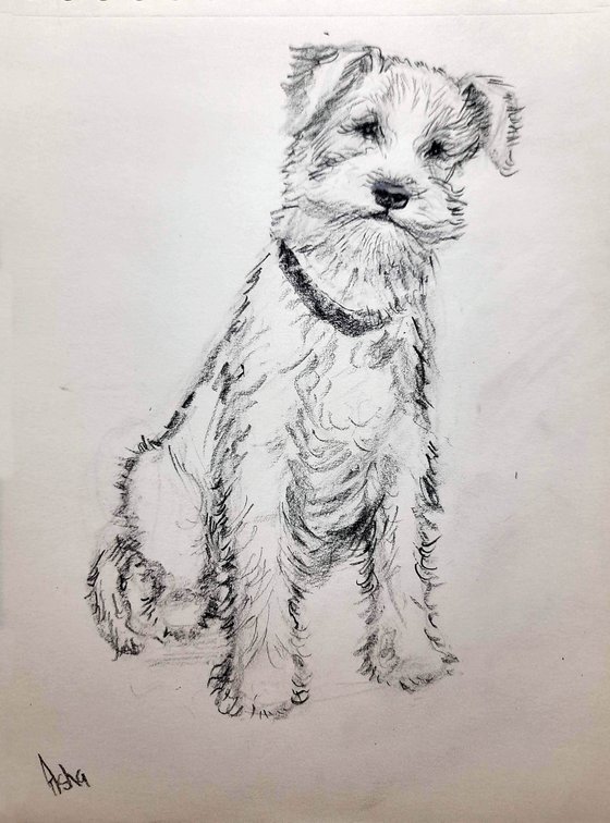 Wire fox Terrier Pet Dog