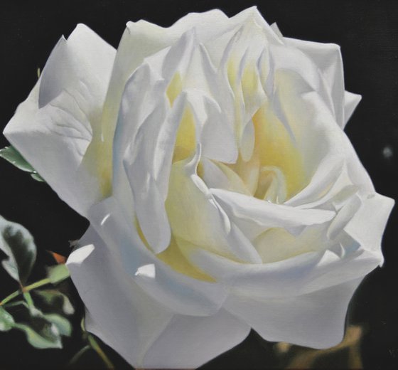 White rose