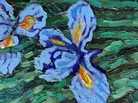 Iris