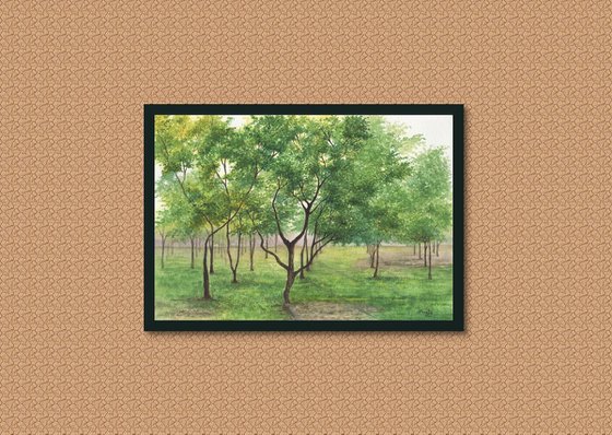 Mahogany tree grove