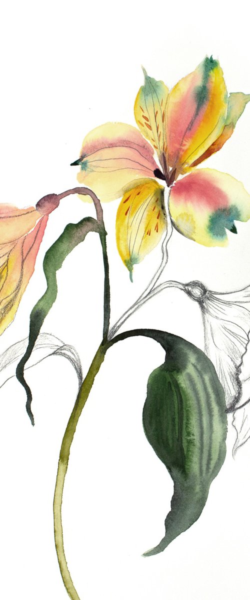 Lilies No. 6 by Elizabeth Becker