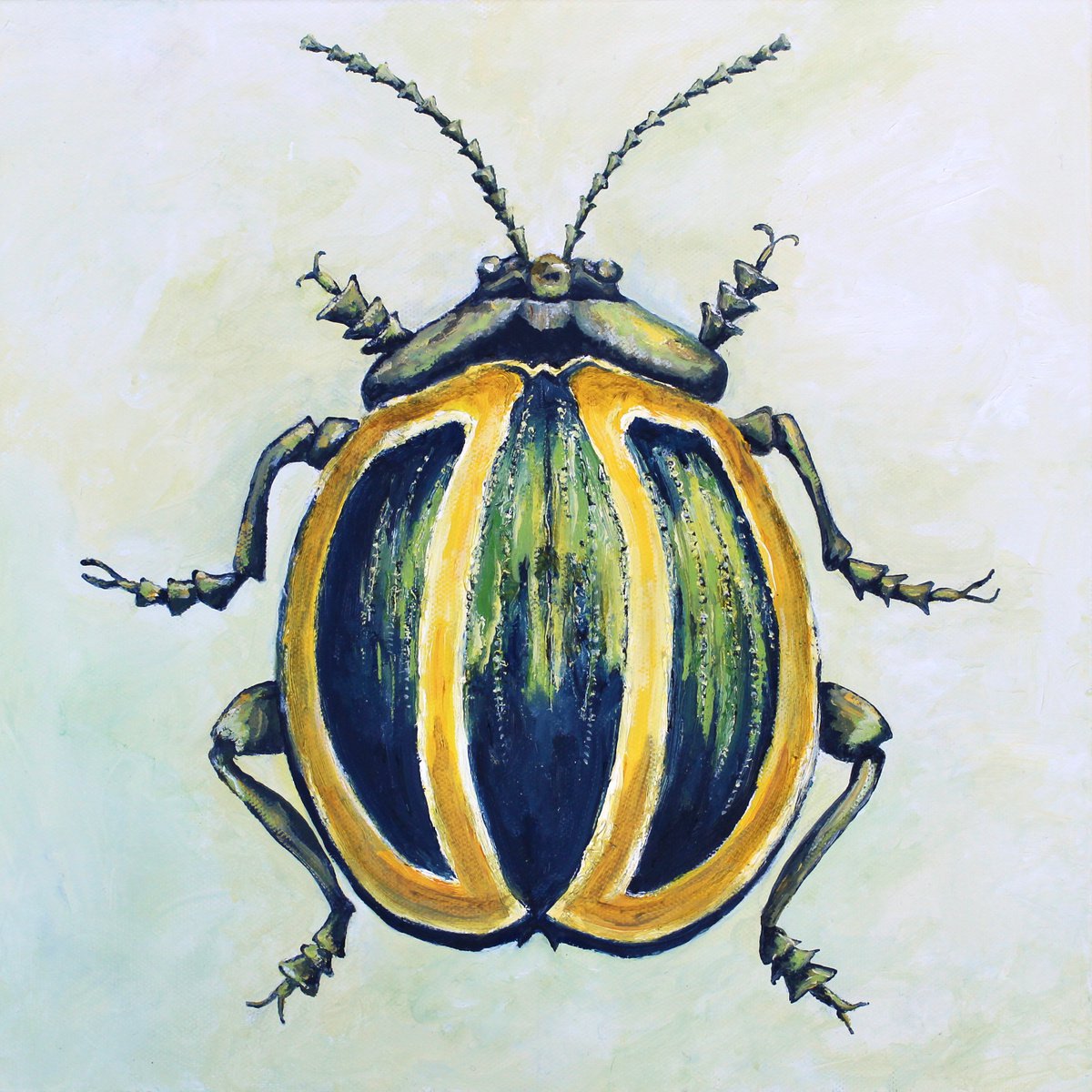 Green and Yellow Striped Beetle by Laura Gompertz