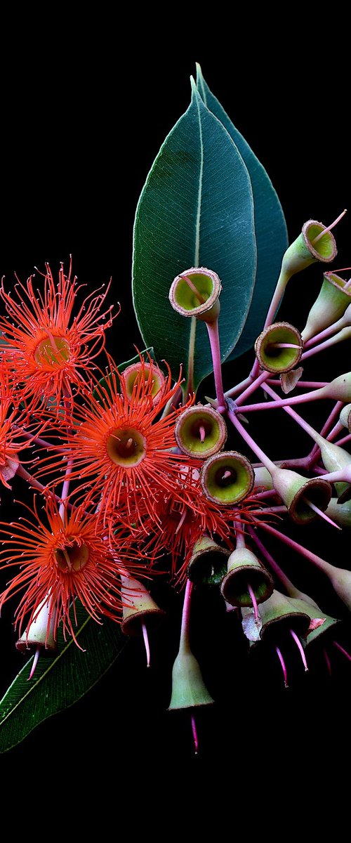 Orange Blossoms by Nadia Culph