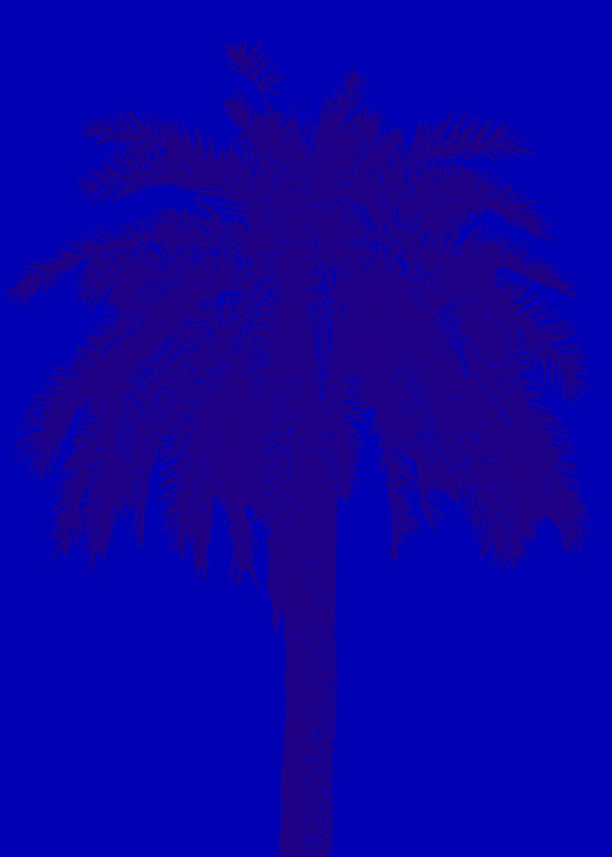 Palm tree_2 | 27,6x19,7 (70x50 cm) by Kosta Morr