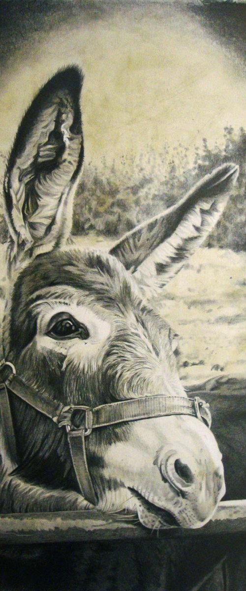 Donkey at the gate by Joanne  Hill