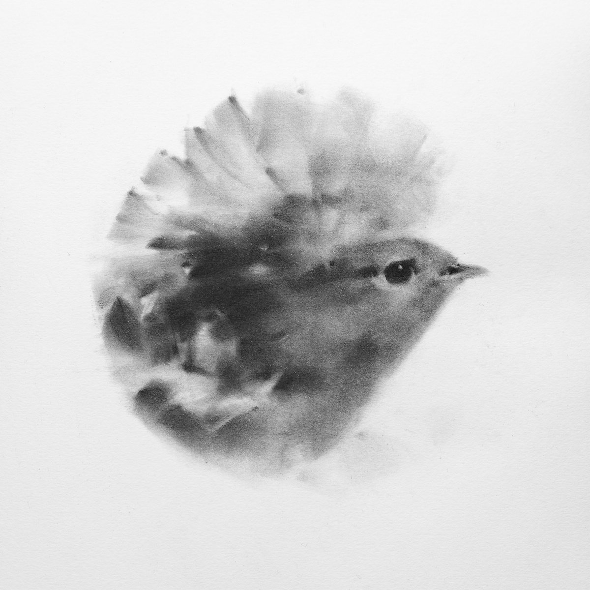 robin bird by Tianyin Wang