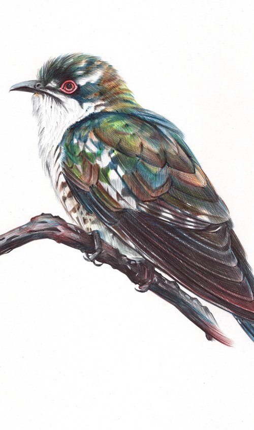 Diederik Cuckoo by Daria Maier