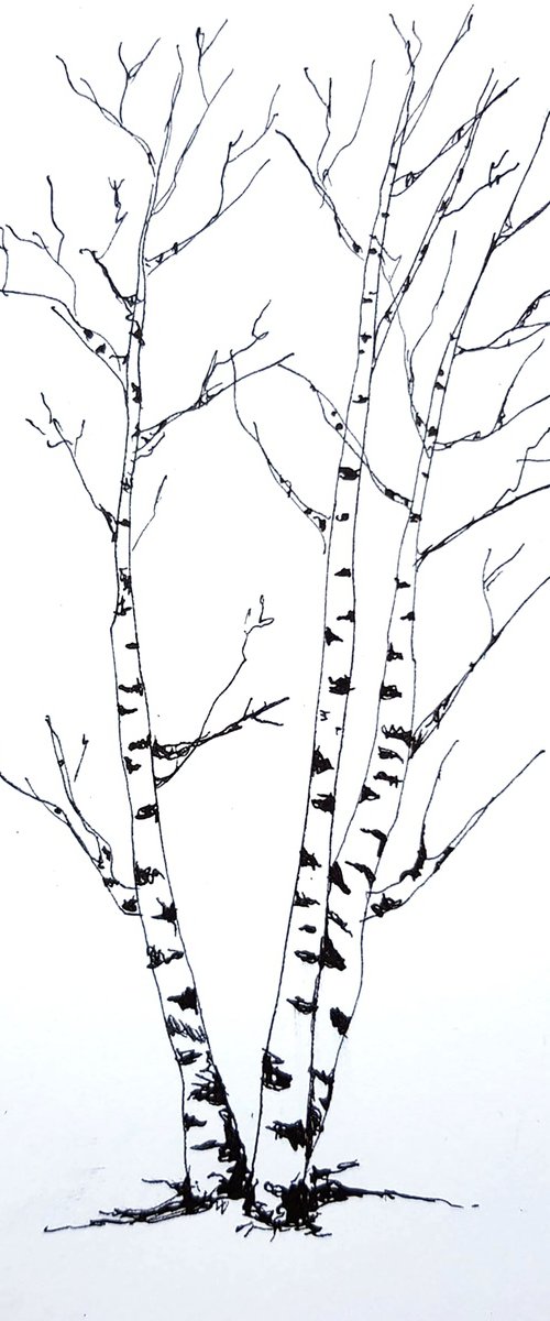 Three Birch Trees by Daria Startseva