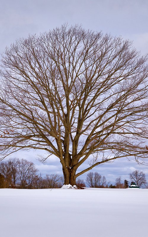 Lone Tree in Winter by David DesRochers