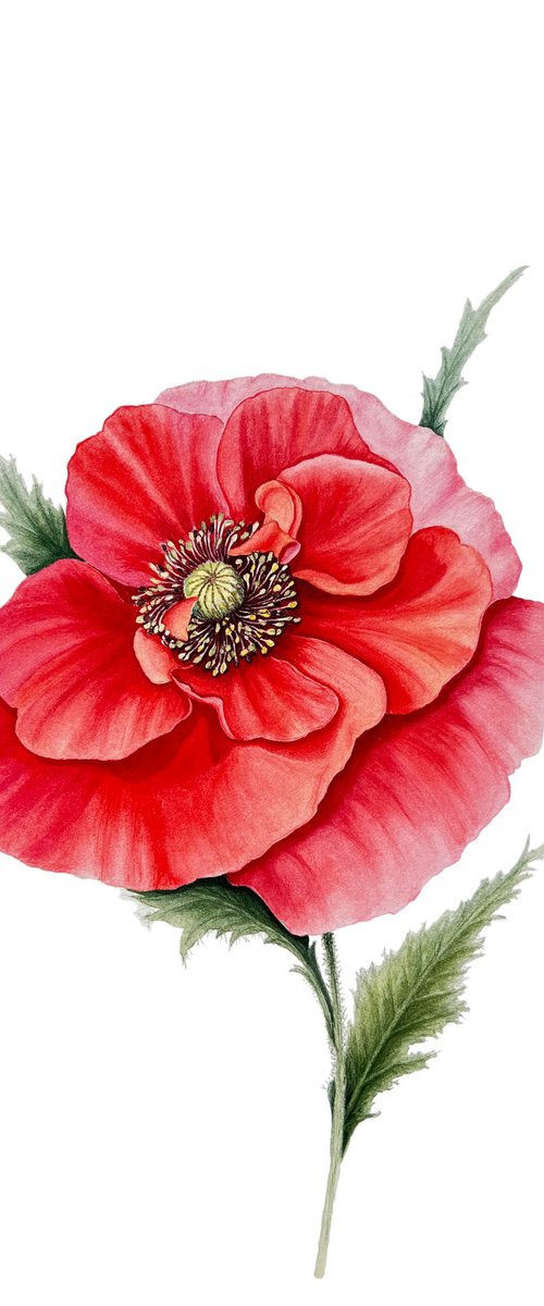 Eloquent scarlet poppy by Tetiana Kovalova