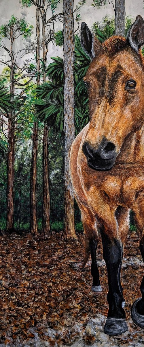 Diamond, Rescued Horse by Robbie Potter