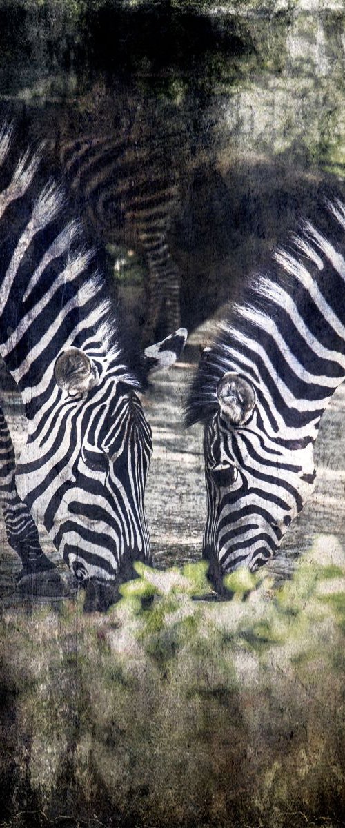 The Zebras Duo by Chiara Vignudelli