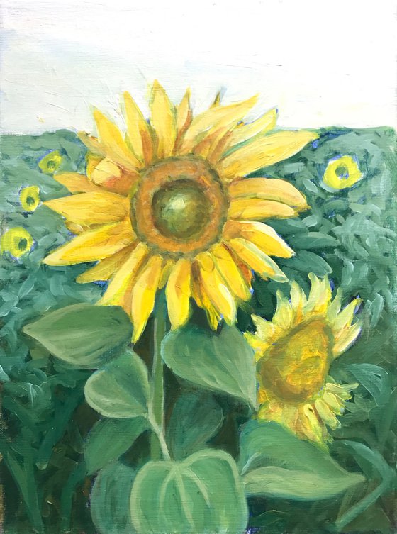 Sunflowers at Rhossili 2019