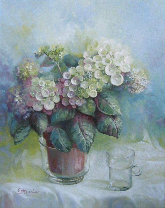 Hydrangea