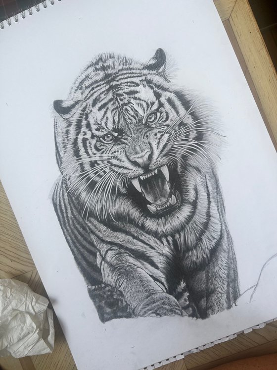 Jungle Tiger