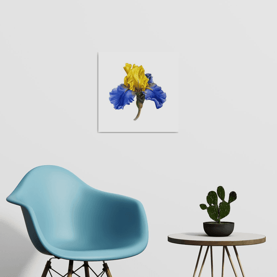 Iris blue and gold