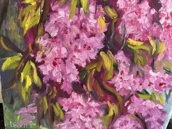 Under the Sakura Canopy