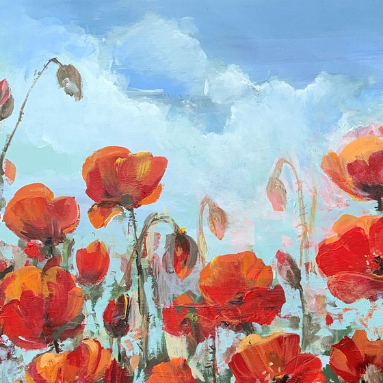 Poppy flowers