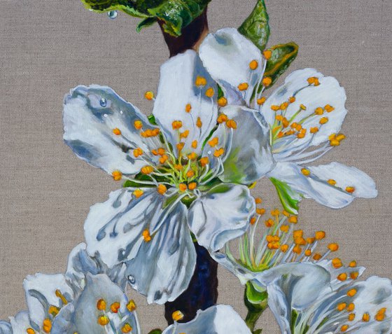 Plum Blossom