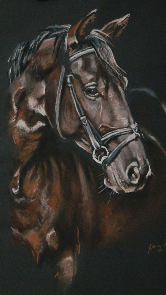 Horse portrait