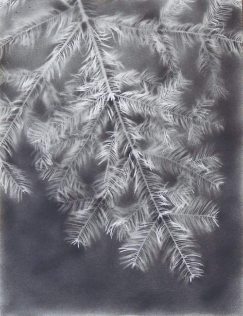 Abies alba I (Silver fir) by Laura Stötefeld