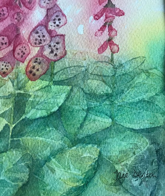 Pink Foxgloves