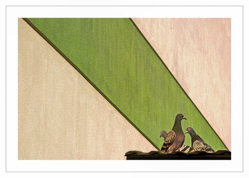 Wallscape 155 (Pigeons and the City) by Beata Podwysocka