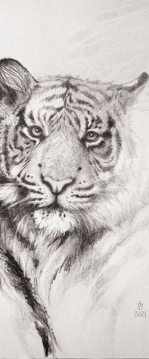 Tiger by Jolanta Czarnecka