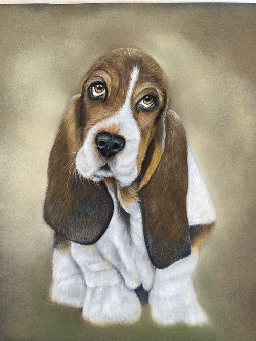 Pastel portrait of Bassett hound by Maxine Taylor