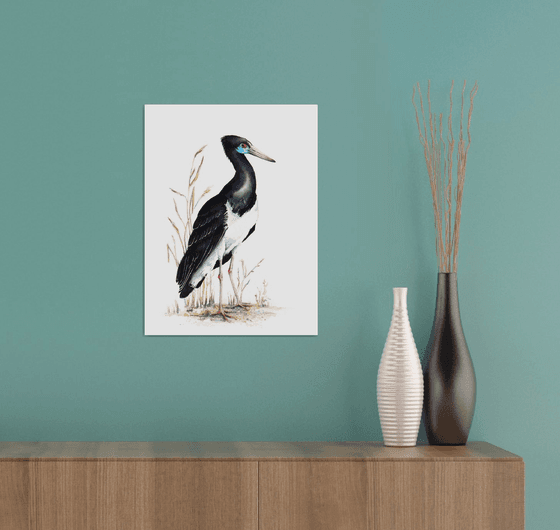 Abdim's stork,  birds, wildlife watercolours