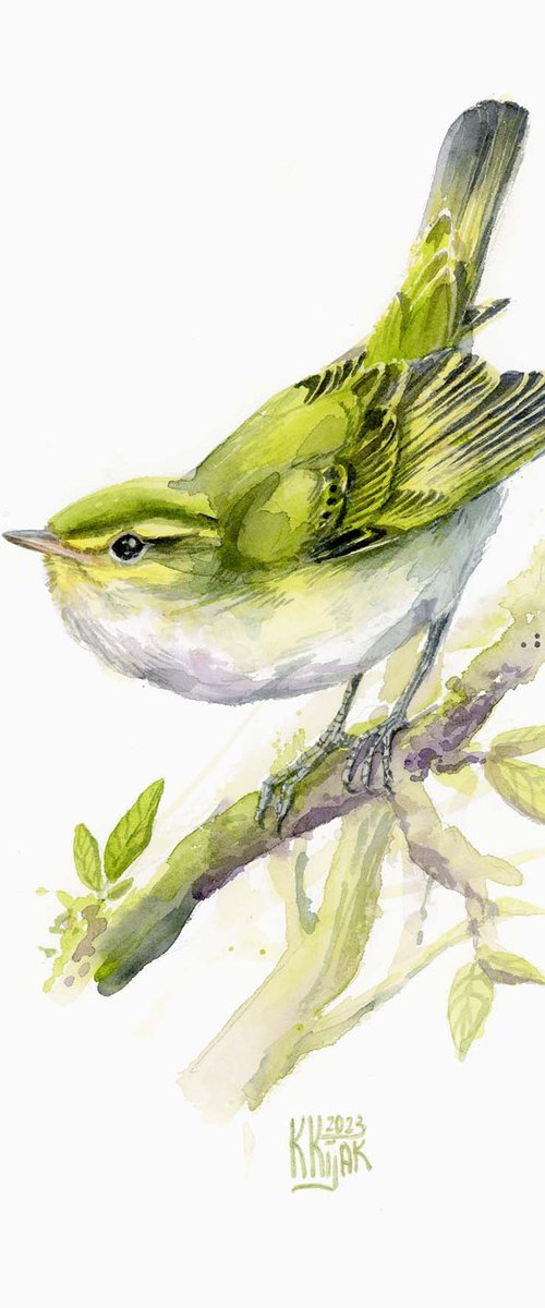 Wood warbler by Karolina Kijak