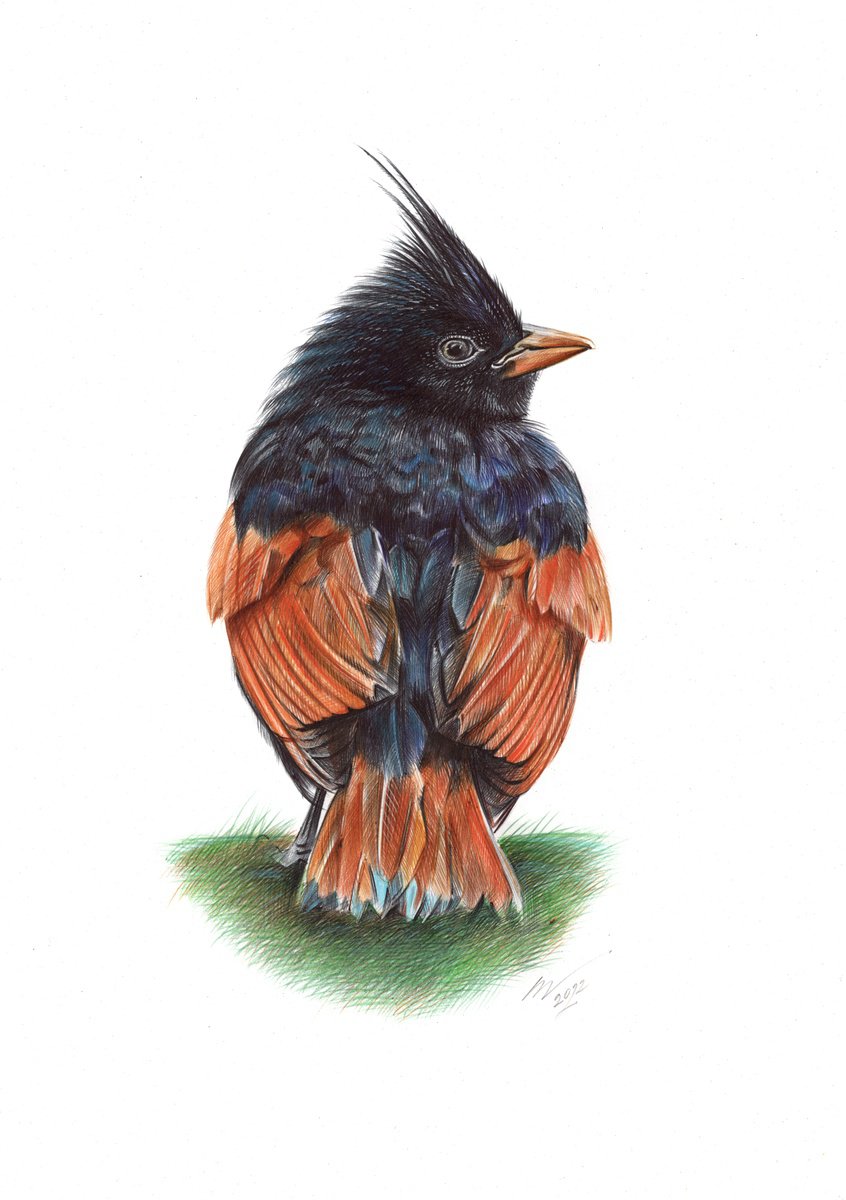 Crested Bunting (Realistic Ballpoint Pen Bird Portrait) by Daria Maier