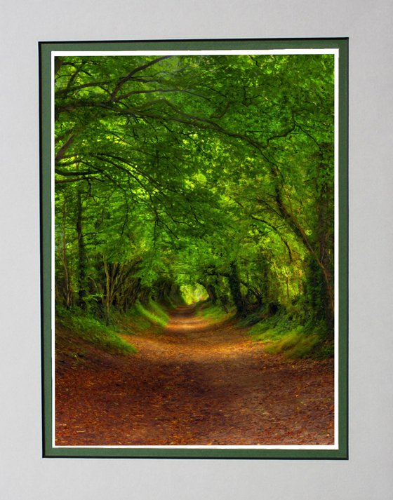 Tree Tunnel two